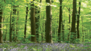 Image d'une forêt.